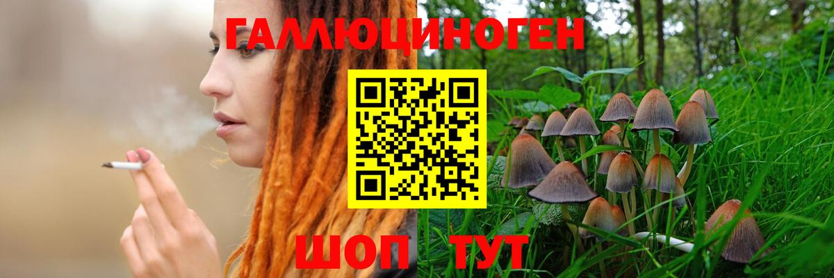 Галлюциногенные грибы Psilocybe Кизляр